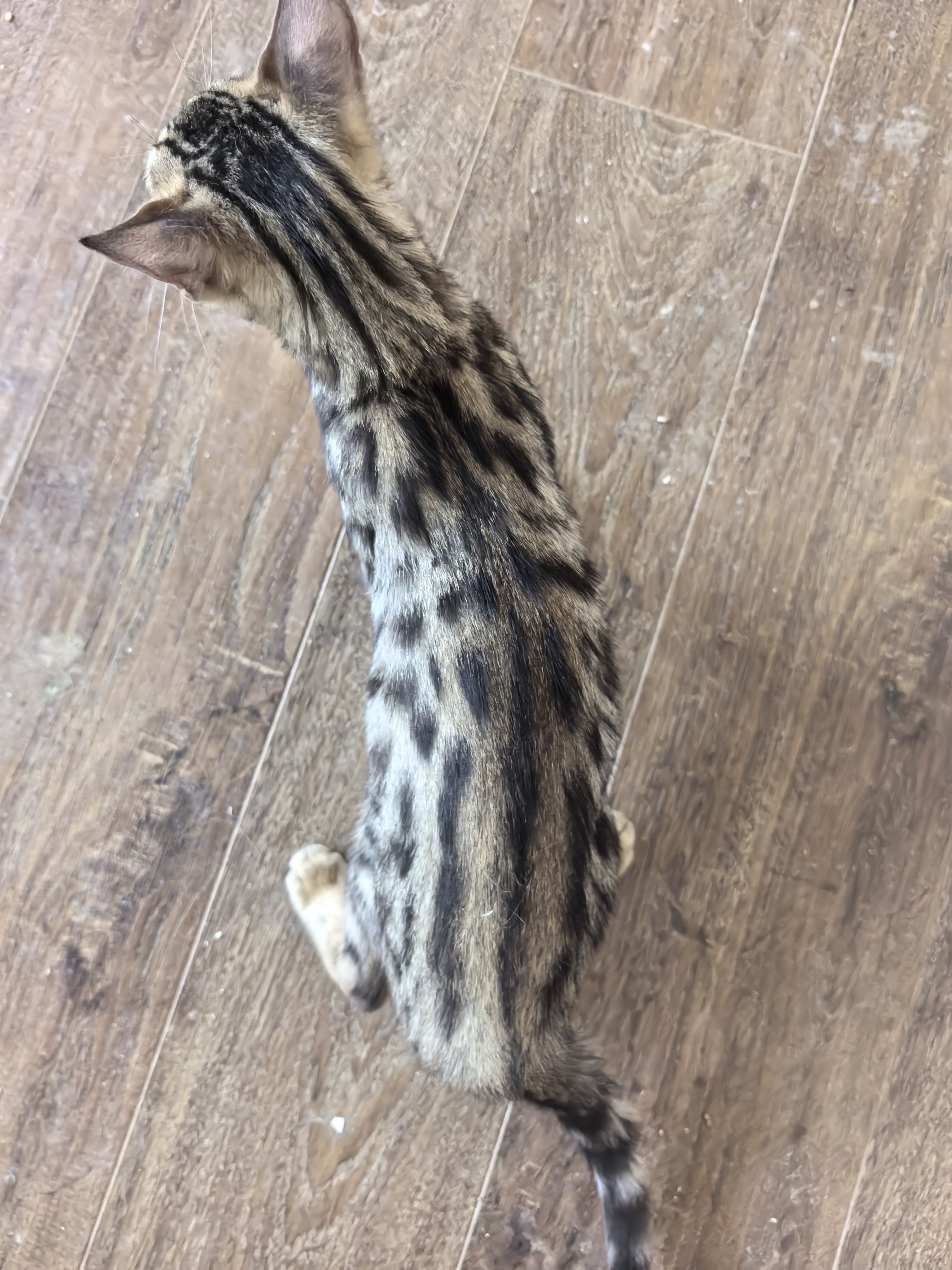孟加拉豹猫妹妹自己家生养非宠物店保健康